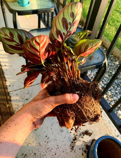 孔雀竹芋有毒吗?竹芋不进宅的原因?-第3张图片-优品飞百科 孔雀竹芋有毒吗?竹芋不进宅的原因?-第3张图片-优品飞百科