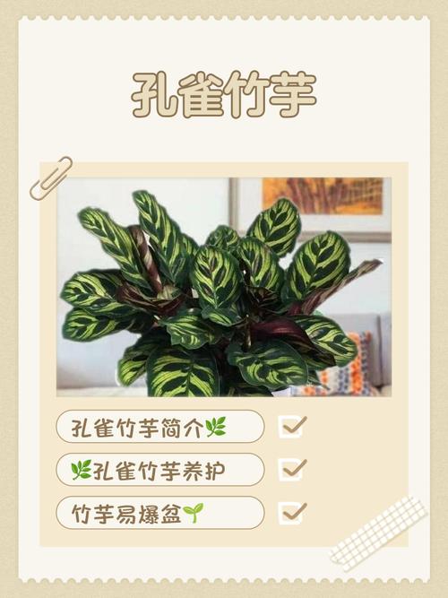 孔雀竹芋有毒吗?竹芋不进宅的原因?-第4张图片-优品飞百科 孔雀竹芋有毒吗?竹芋不进宅的原因?-第4张图片-优品飞百科