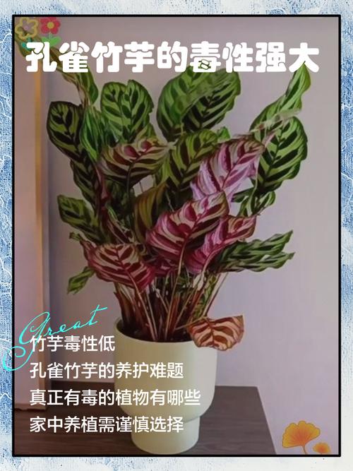 孔雀竹芋有毒吗?竹芋不进宅的原因?-第5张图片-优品飞百科 孔雀竹芋有毒吗?竹芋不进宅的原因?-第5张图片-优品飞百科