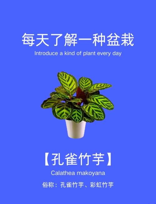 孔雀竹芋有毒吗?竹芋不进宅的原因?-第6张图片-优品飞百科 孔雀竹芋有毒吗?竹芋不进宅的原因?-第6张图片-优品飞百科