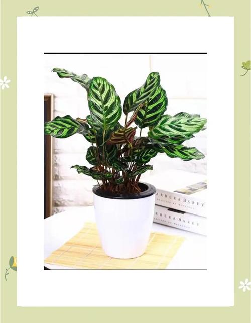 孔雀竹芋有毒吗?竹芋不进宅的原因?-第7张图片-优品飞百科 孔雀竹芋有毒吗?竹芋不进宅的原因?-第7张图片-优品飞百科