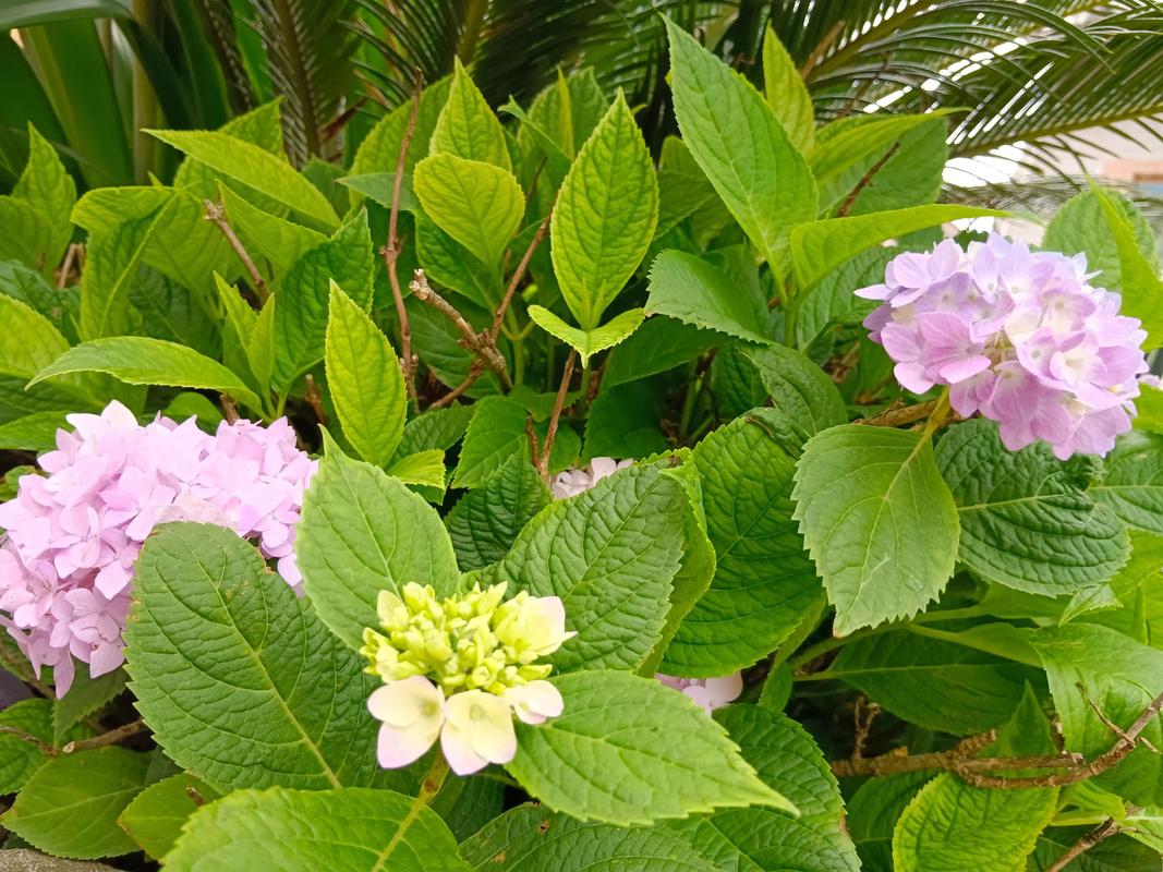 凤仙花有毒吗？凤仙花有毒吗?可以在室内养吗?？-第1张图片-优品飞百科