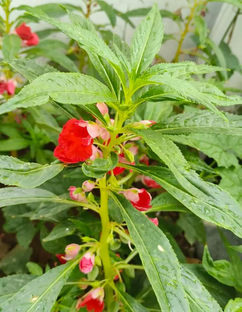 凤仙花有毒吗？凤仙花有毒吗?可以在室内养吗?？-第2张图片-优品飞百科