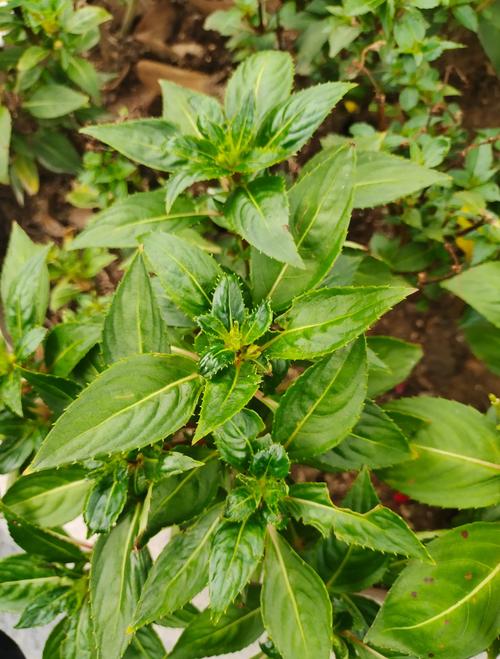 凤仙花有毒吗？凤仙花有毒吗?可以在室内养吗?？-第3张图片-优品飞百科