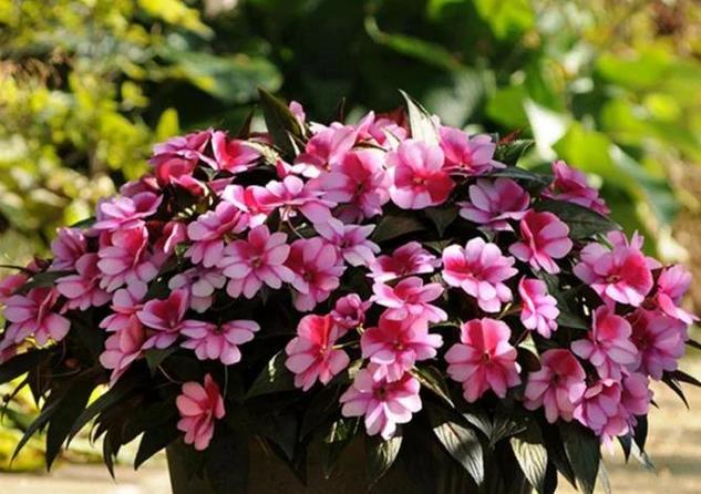 凤仙花有毒吗？凤仙花有毒吗?可以在室内养吗?？-第4张图片-优品飞百科