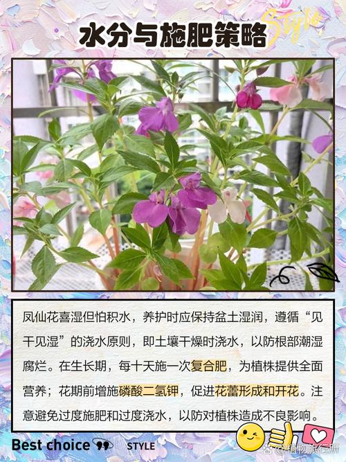 凤仙花有毒吗？凤仙花有毒吗?可以在室内养吗?？-第5张图片-优品飞百科