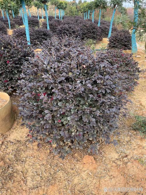 红花继木有哪些作用？红花继木简单介绍？-第1张图片-优品飞百科