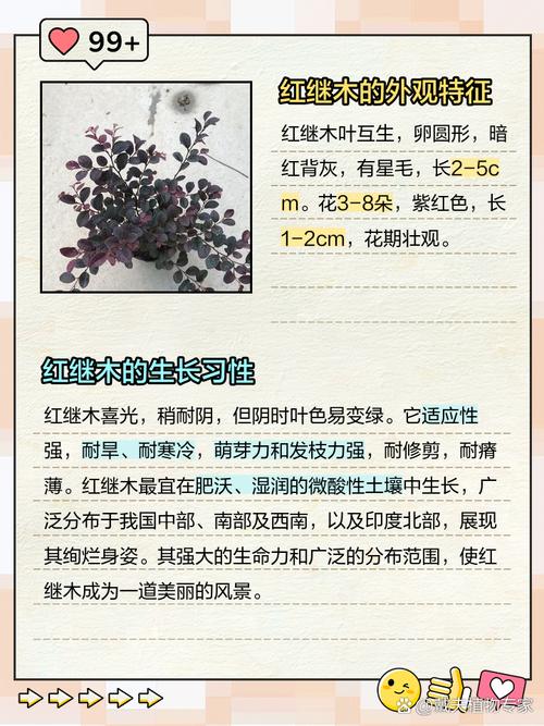 红花继木有哪些作用？红花继木简单介绍？-第2张图片-优品飞百科