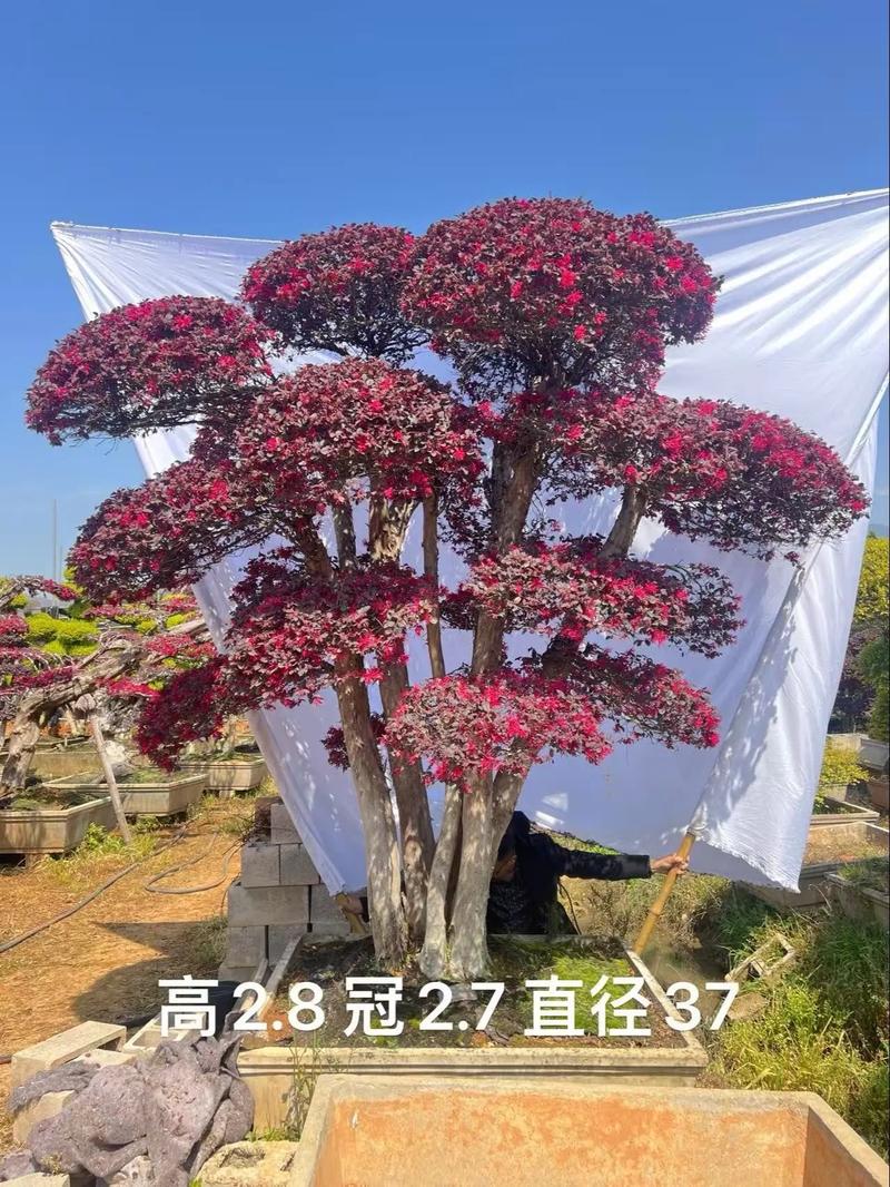 红花继木有哪些作用？红花继木简单介绍？-第3张图片-优品飞百科