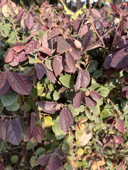 红花继木有哪些作用？红花继木简单介绍？-第4张图片-优品飞百科