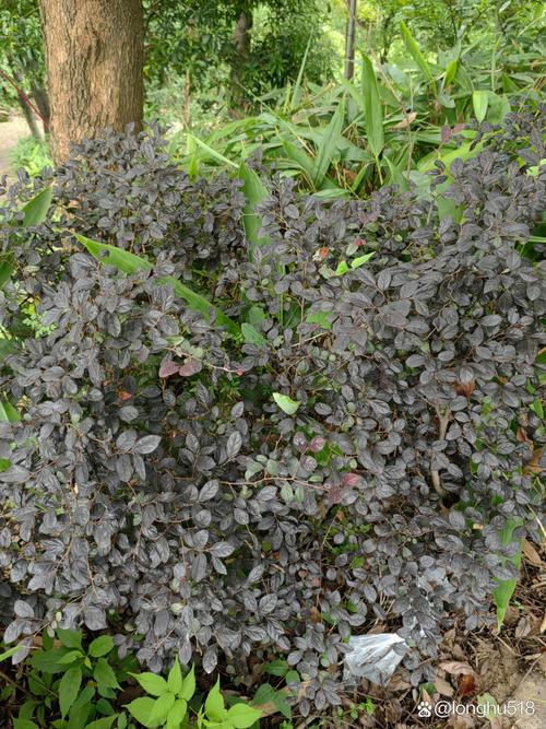 红花继木有哪些作用？红花继木简单介绍？-第5张图片-优品飞百科