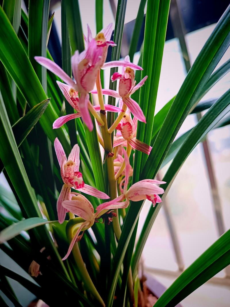 兰花的香味真的有毒吗，兰花的香味有毒吗?？-第2张图片-优品飞百科