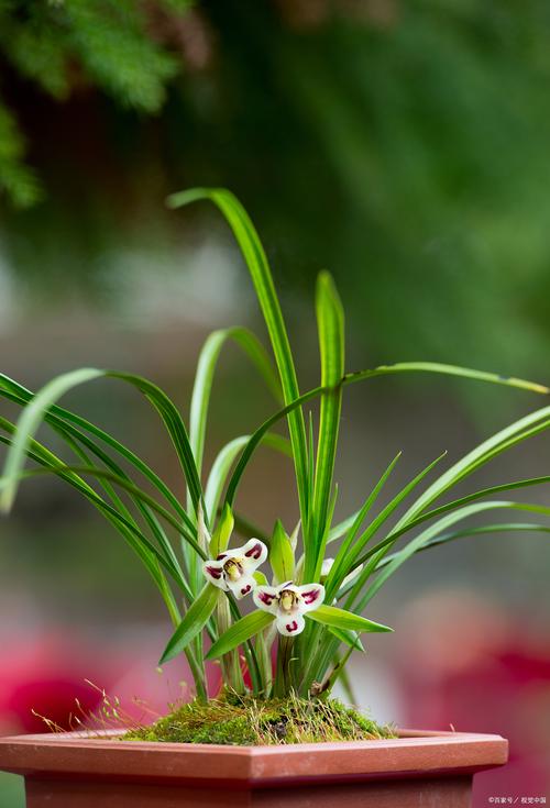 兰花的香味真的有毒吗，兰花的香味有毒吗?？-第3张图片-优品飞百科