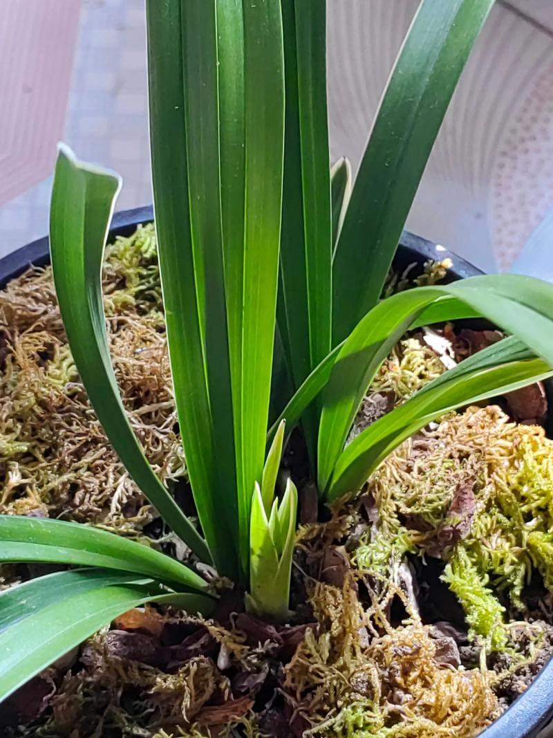 兰花的香味真的有毒吗，兰花的香味有毒吗?？-第4张图片-优品飞百科