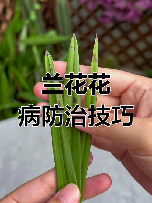 兰花的香味真的有毒吗，兰花的香味有毒吗?？-第5张图片-优品飞百科