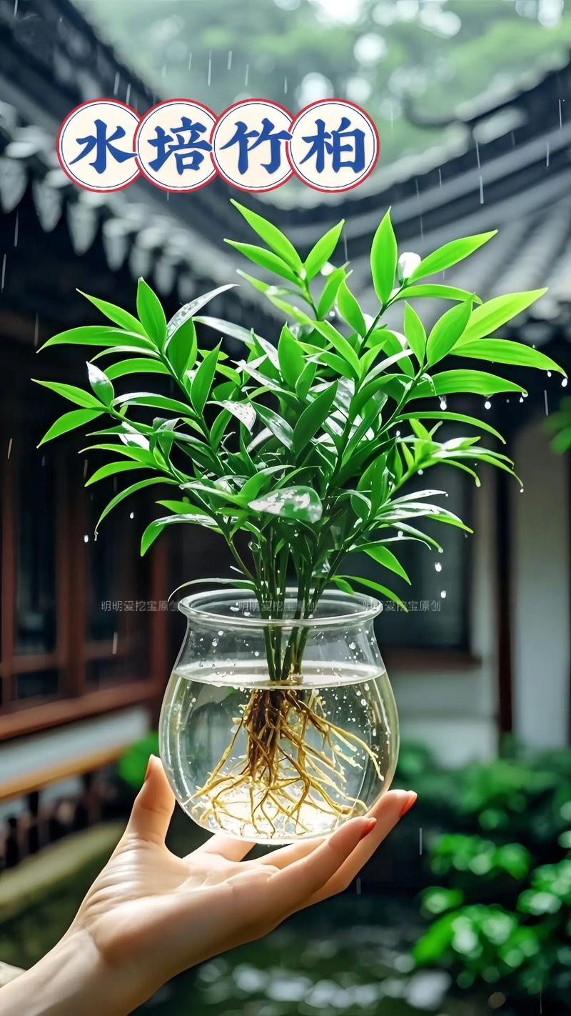 为什么家里不养竹柏,为什么家里不养竹柏呢?-第1张图片-优品飞百科 为什么家里不养竹柏,为什么家里不养竹柏呢?-第1张图片-优品飞百科