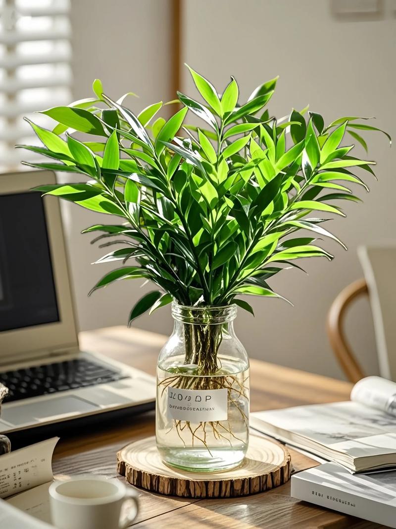 为什么家里不养竹柏,为什么家里不养竹柏呢?-第2张图片-优品飞百科 为什么家里不养竹柏,为什么家里不养竹柏呢?-第2张图片-优品飞百科