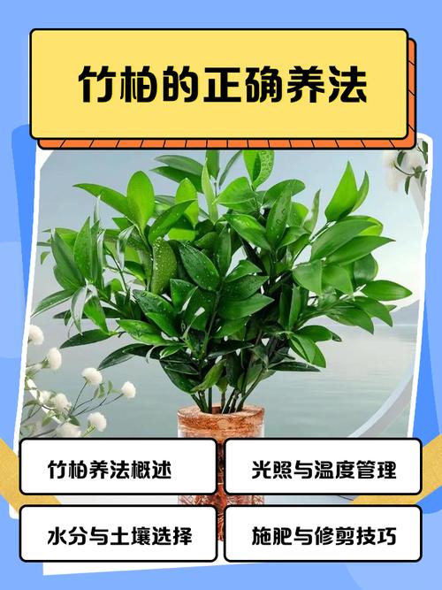 为什么家里不养竹柏,为什么家里不养竹柏呢?-第3张图片-优品飞百科 为什么家里不养竹柏,为什么家里不养竹柏呢?-第3张图片-优品飞百科