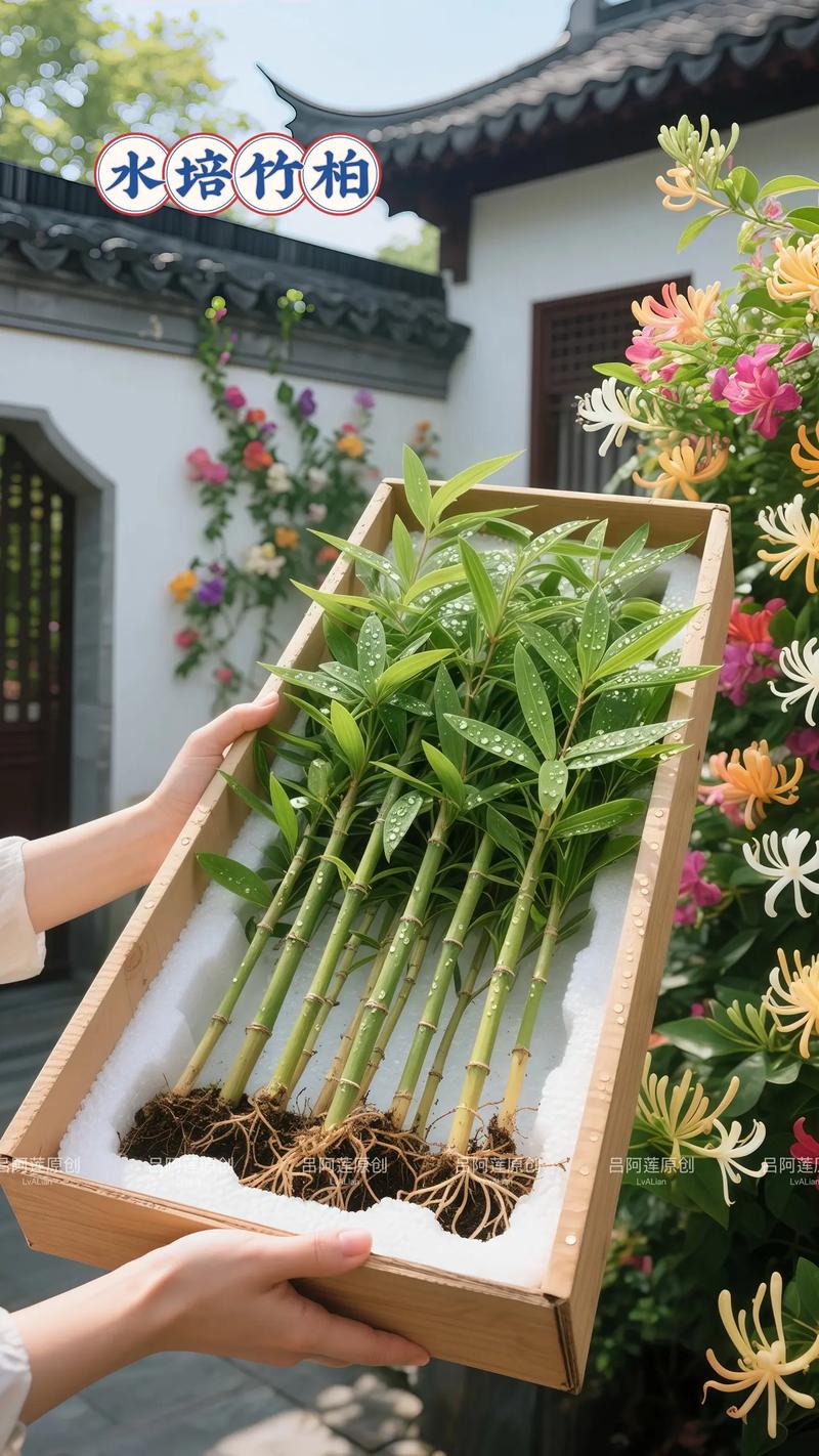 为什么家里不养竹柏,为什么家里不养竹柏呢?-第4张图片-优品飞百科 为什么家里不养竹柏,为什么家里不养竹柏呢?-第4张图片-优品飞百科