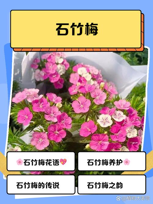 石竹梅有毒吗，能在家养吗？，石竹梅有毒吗能在家养吗-第1张图片-优品飞百科