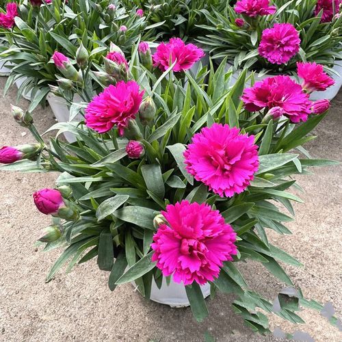 石竹梅有毒吗，能在家养吗？，石竹梅有毒吗能在家养吗-第2张图片-优品飞百科