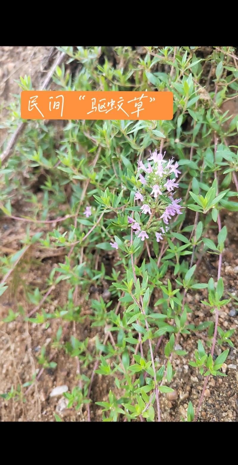 百里香花语,百里香象征什么?-第2张图片-优品飞百科 百里香花语,百里香象征什么?-第2张图片-优品飞百科