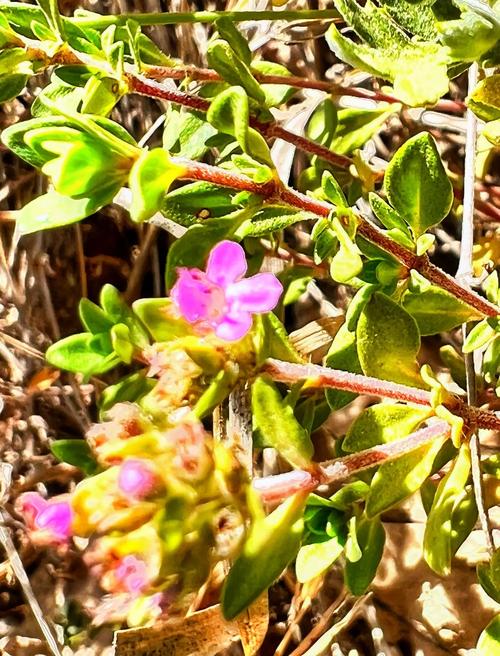 百里香花语,百里香象征什么?-第3张图片-优品飞百科 百里香花语,百里香象征什么?-第3张图片-优品飞百科