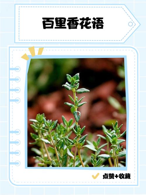 百里香花语,百里香象征什么?-第5张图片-优品飞百科 百里香花语,百里香象征什么?-第5张图片-优品飞百科