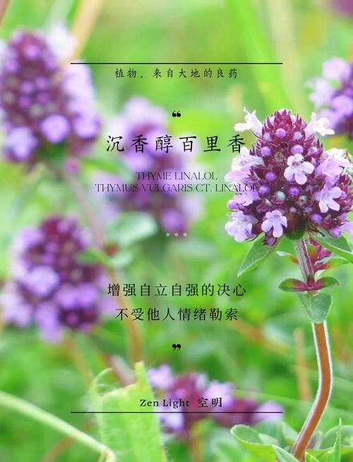 百里香花语,百里香象征什么?-第6张图片-优品飞百科 百里香花语,百里香象征什么?-第6张图片-优品飞百科