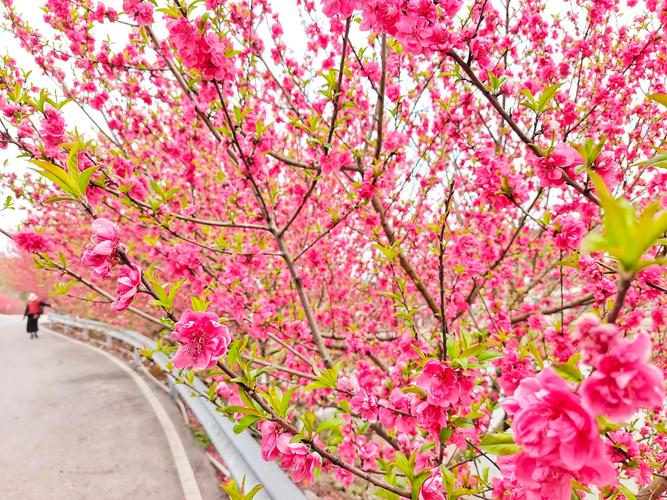 自贡适合养什么花，市花和市树是什么，自贡周边赏花-第2张图片-优品飞百科