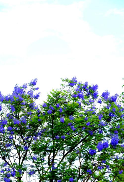 自贡适合养什么花，市花和市树是什么，自贡周边赏花-第5张图片-优品飞百科