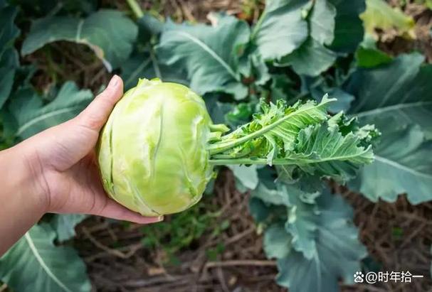 苤蓝的功效与作用?苤蓝的功效与作用吃法?-第3张图片-优品飞百科 苤蓝的功效与作用?苤蓝的功效与作用吃法?-第3张图片-优品飞百科