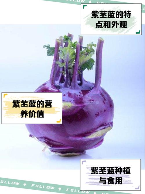 苤蓝的功效与作用?苤蓝的功效与作用吃法?-第4张图片-优品飞百科 苤蓝的功效与作用?苤蓝的功效与作用吃法?-第4张图片-优品飞百科