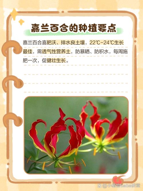 嘉兰的花语及寓意?嘉兰是兰花吗?-第3张图片-优品飞百科 嘉兰的花语及寓意?嘉兰是兰花吗?-第3张图片-优品飞百科