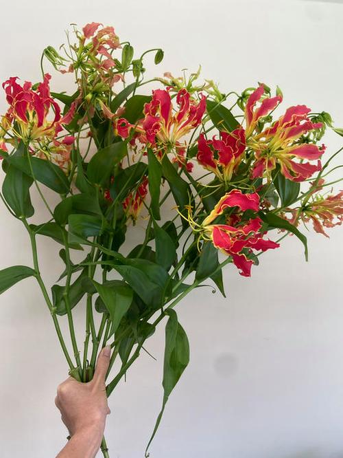 嘉兰的花语及寓意?嘉兰是兰花吗?-第4张图片-优品飞百科 嘉兰的花语及寓意?嘉兰是兰花吗?-第4张图片-优品飞百科