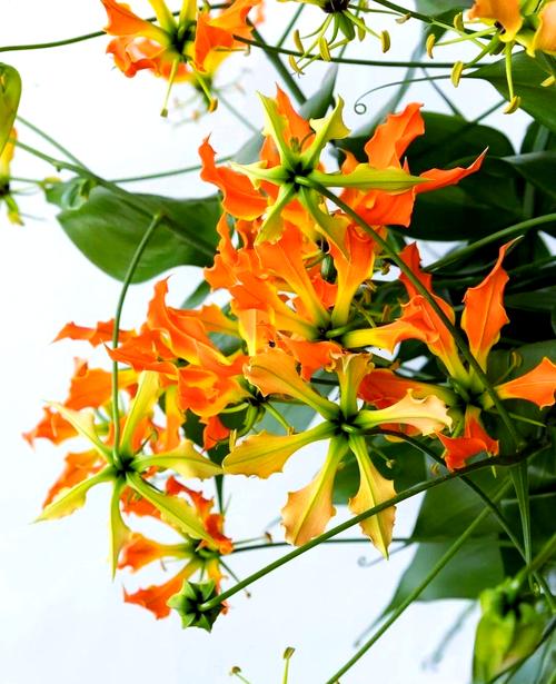 嘉兰的花语及寓意?嘉兰是兰花吗?-第5张图片-优品飞百科 嘉兰的花语及寓意?嘉兰是兰花吗?-第5张图片-优品飞百科