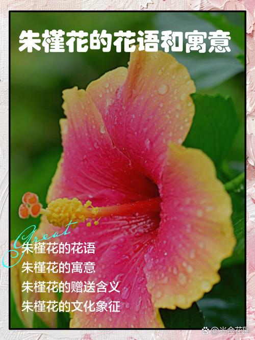 木槿的花语和传说，木槿花有何寓意？