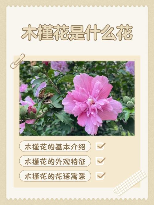 木槿的花语和传说，木槿花有何寓意？-第2张图片-优品飞百科