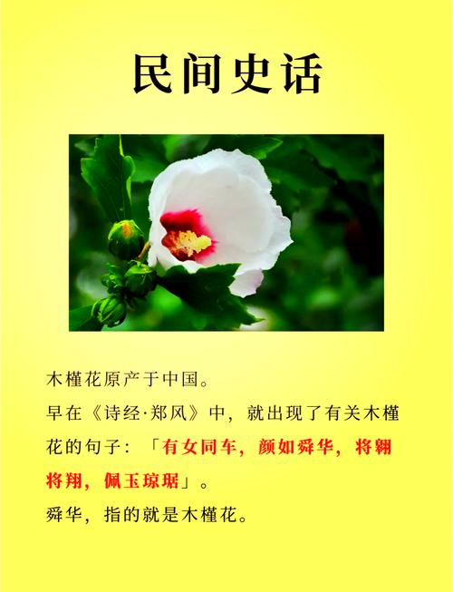 木槿的花语和传说，木槿花有何寓意？-第3张图片-优品飞百科