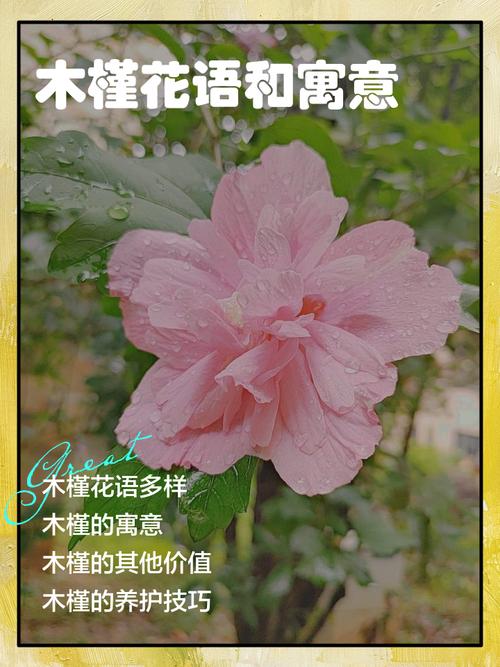 木槿的花语和传说，木槿花有何寓意？-第5张图片-优品飞百科