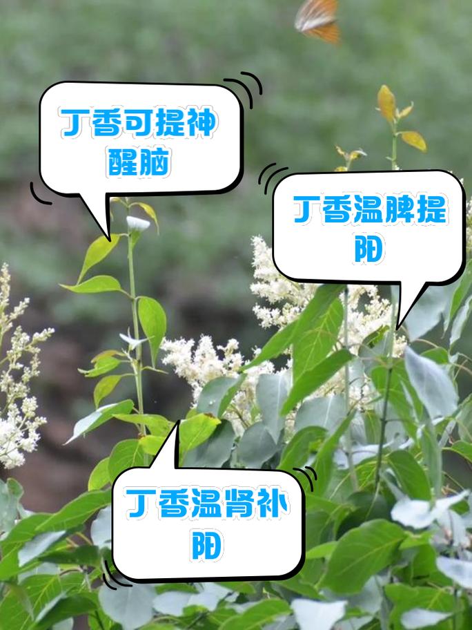 丁香花的作用和功效,有什么禁忌,丁香花的功效与作用和用量?-第5张图片-优品飞百科 丁香花的作用和功效,有什么禁忌,丁香花的功效与作用和用量?-第5张图片-优品飞百科