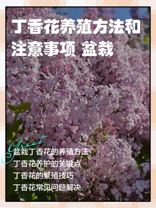 丁香花的作用和功效,有什么禁忌,丁香花的功效与作用和用量?-第7张图片-优品飞百科 丁香花的作用和功效,有什么禁忌,丁香花的功效与作用和用量?-第7张图片-优品飞百科