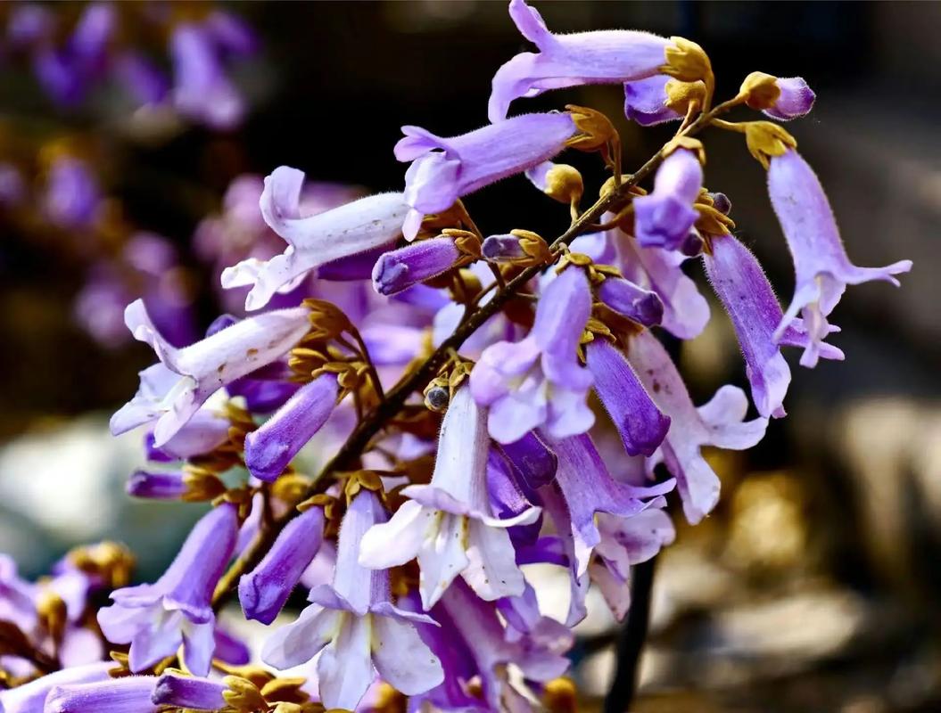 梧桐花的养殖方法，梧桐的栽培技术-第1张图片-优品飞百科