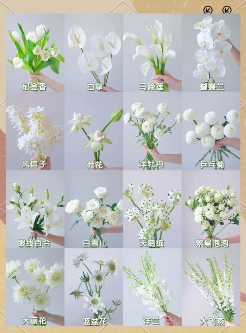 梧桐花的养殖方法，梧桐的栽培技术-第2张图片-优品飞百科