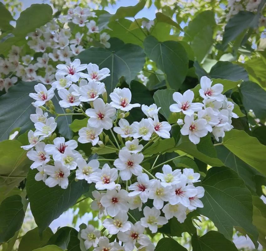 梧桐花的养殖方法，梧桐的栽培技术-第3张图片-优品飞百科