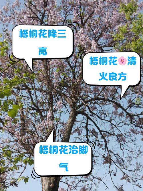 梧桐花的养殖方法，梧桐的栽培技术-第4张图片-优品飞百科