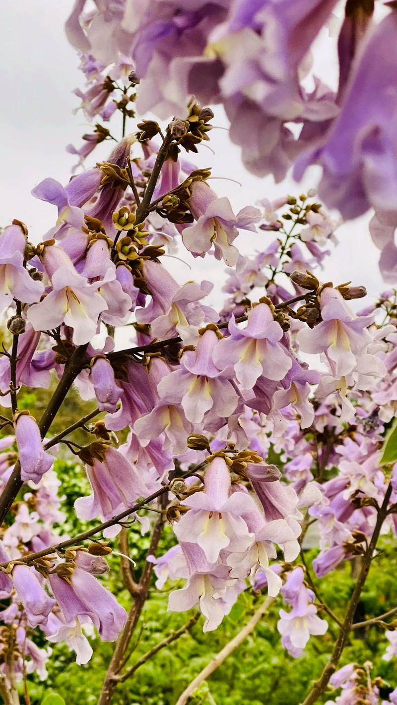 梧桐花的养殖方法，梧桐的栽培技术-第5张图片-优品飞百科