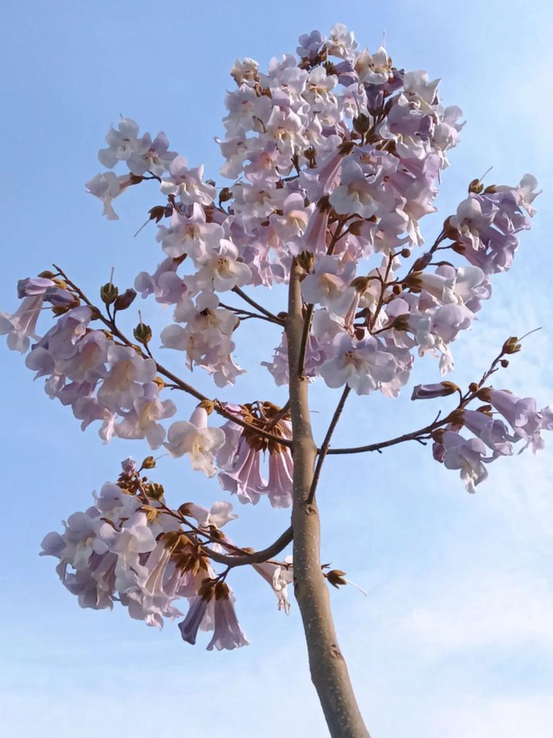 梧桐花的养殖方法，梧桐的栽培技术-第7张图片-优品飞百科