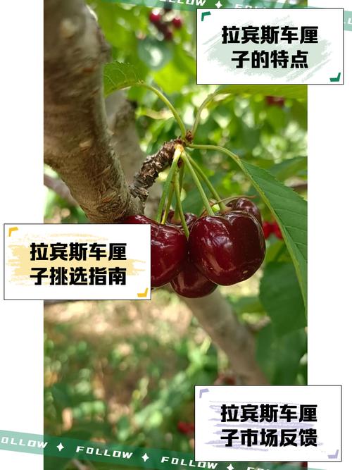 lapins车厘子是什么品种，lapins车厘子是什么牌子-第2张图片-优品飞百科