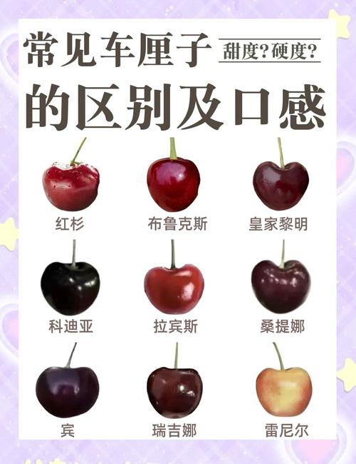 lapins车厘子是什么品种，lapins车厘子是什么牌子-第4张图片-优品飞百科